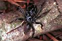 Atypus_piceus_RF0638_Z_83_Les Gris_Frankrijk